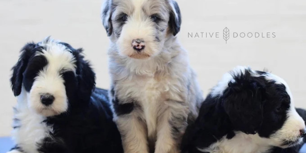 Welcome Home the Doodle Companion You've Been Dreaming About